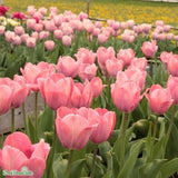 Darwinhybridtulpan 'Mystic Van Eijk' 8st
