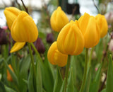 Darwinhybridtulpan 'Novi Sun' 8st