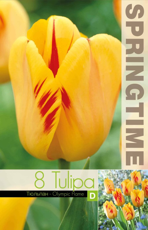 Darwinhybridtulpan 'Olympic Flame' 8st
