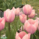 Darwinhybridtulpan 'Salmon van Eijk' 5st