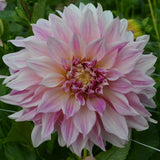 Dekorativ Dahlia 'Café Au Lait'  1st