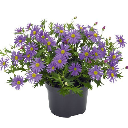 Dockkrage 'Brasco Violet' 10,5cm kruka