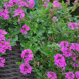 Doftverbena 'Hometead Purple' - 3 plantor