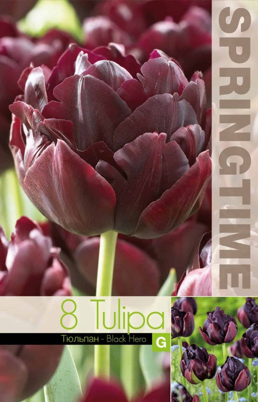 Dubbel Sen Tulpan 'Black Hero' 8st