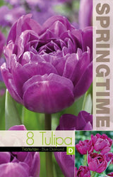 Dubbel Tidig Tulpan 'Blue Diamond' 8st