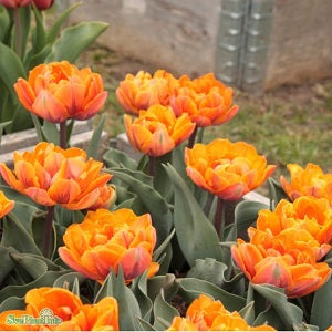 Dubbel Sen Tulpan 'Orange Princess' 5st