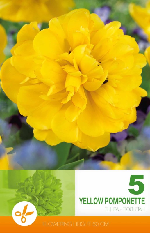 Dubbel Sen Tulpan 'Yellow Pomponette' 5st