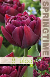 Dubbel Tidig Tulpan 'Alison Bradley' 8st