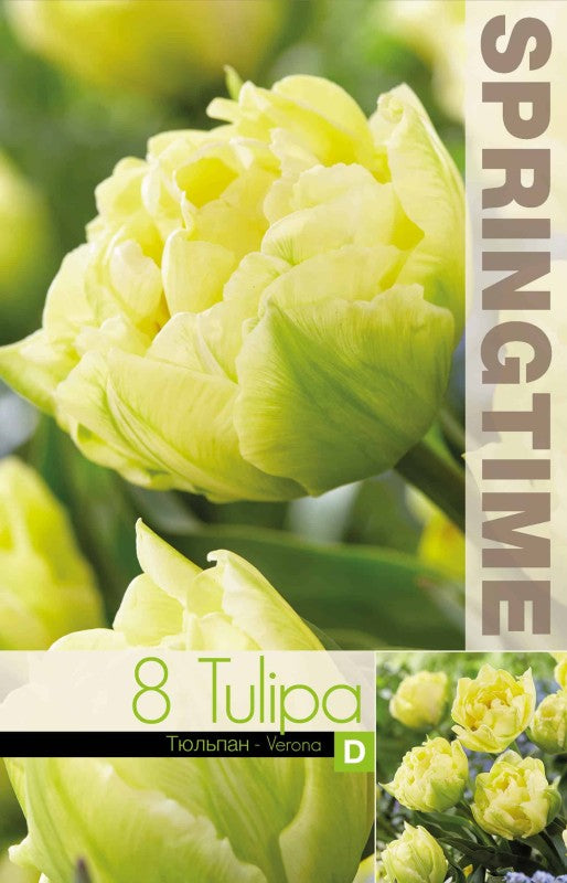 Dubbel Tidig Tulpan 'Verona' 8st
