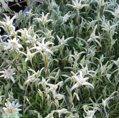 Edelweiss 'Blossom of Snow' 12cm kruka