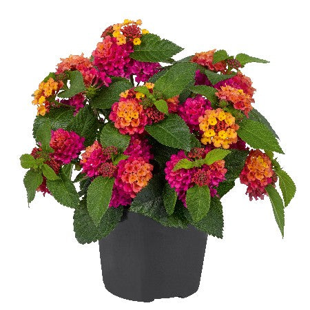 Eldkrona 'Bloomify Rose' 10,5cm kruka