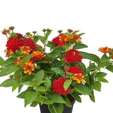 Eldkrona 'Calippo Flame' 10,5cm kruka