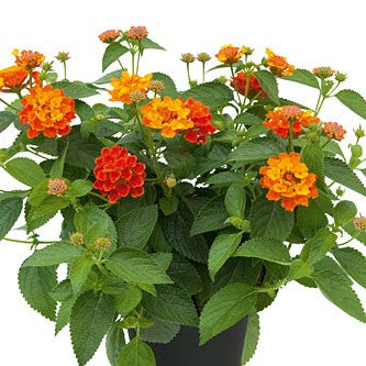 Eldkrona 'Calippo Pumpkin' 10,5cm kruka