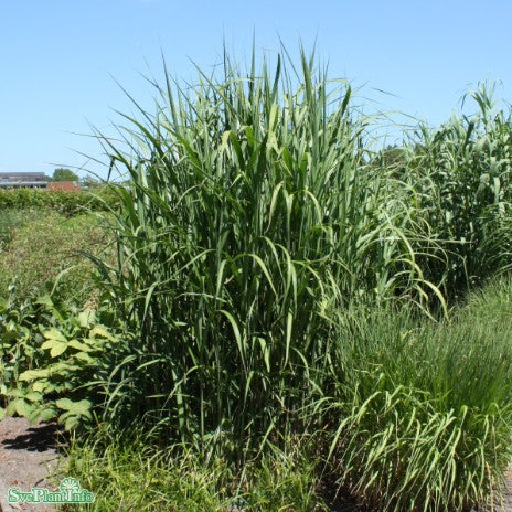 Elefantgräs 'Giganteus' 2L, 4-pack