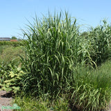Miscanthus 'Giganteus', 2L, 1-pack