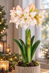 Afrikansk Amaryllis 'Harlequin' 1st