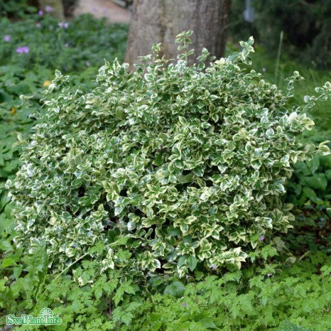 Klätterbenved 'Emerald Gaiety' 100-pack i kruka