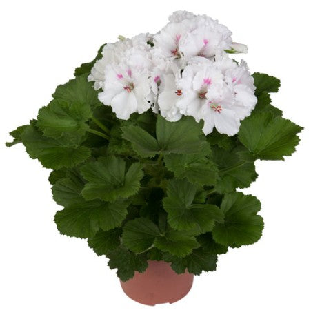 Engelsk pelargon 'Mona Lisa White'