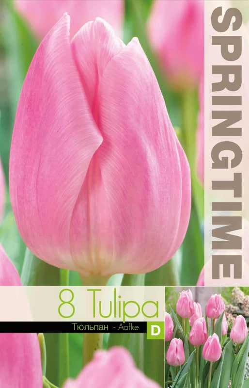 Enkel Tidig Tulpan 'Aafke' 8st