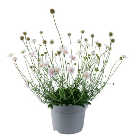 Fältvädd 'Kudo White' 10,5cm kruka