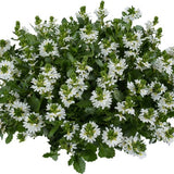 Femtunga 'Fancy White' 10,5cm kruka