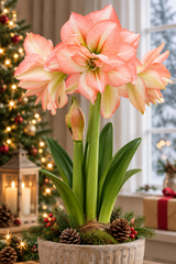 Afrikansk Amaryllis 'Zombie'