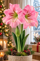 Afrikansk Amaryllis 'Candy Floss' 1st