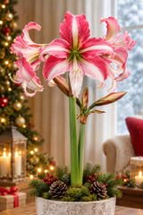 Amaryllis 'Sonata Imbali' 1st