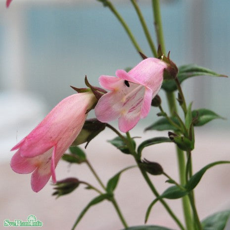 Fingerborgshatt 'Apple Blossom'