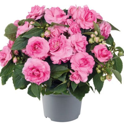 Flitiga Lisa 'Glimmer Pink' 10,5cm kruka