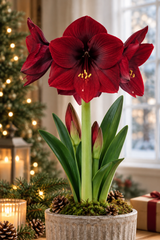 Amaryllis 'Royal Velvet' 1st