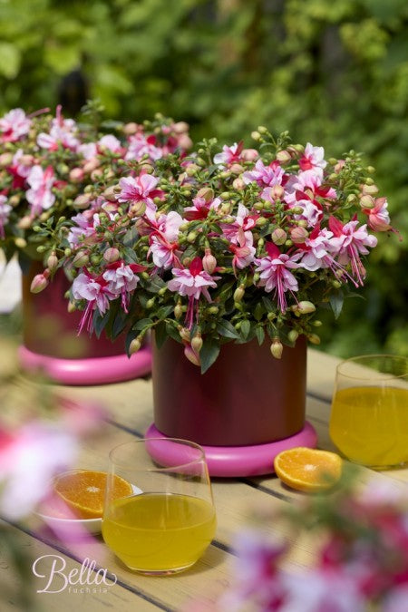Fuchsia 'Bianca' 10,5cm kruka