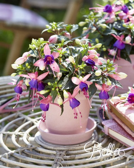 Fuchsia 'Mariska' 10,5cm kruka