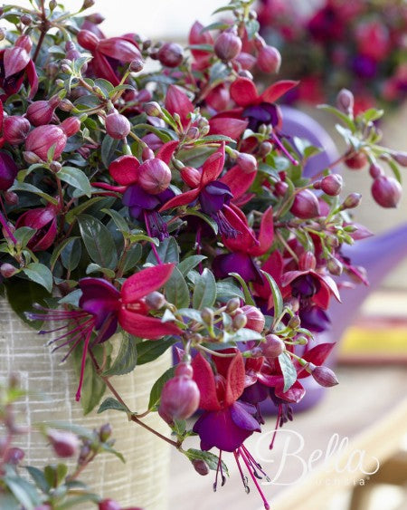 Fuchsia 'Soila' 10,5cm kruka