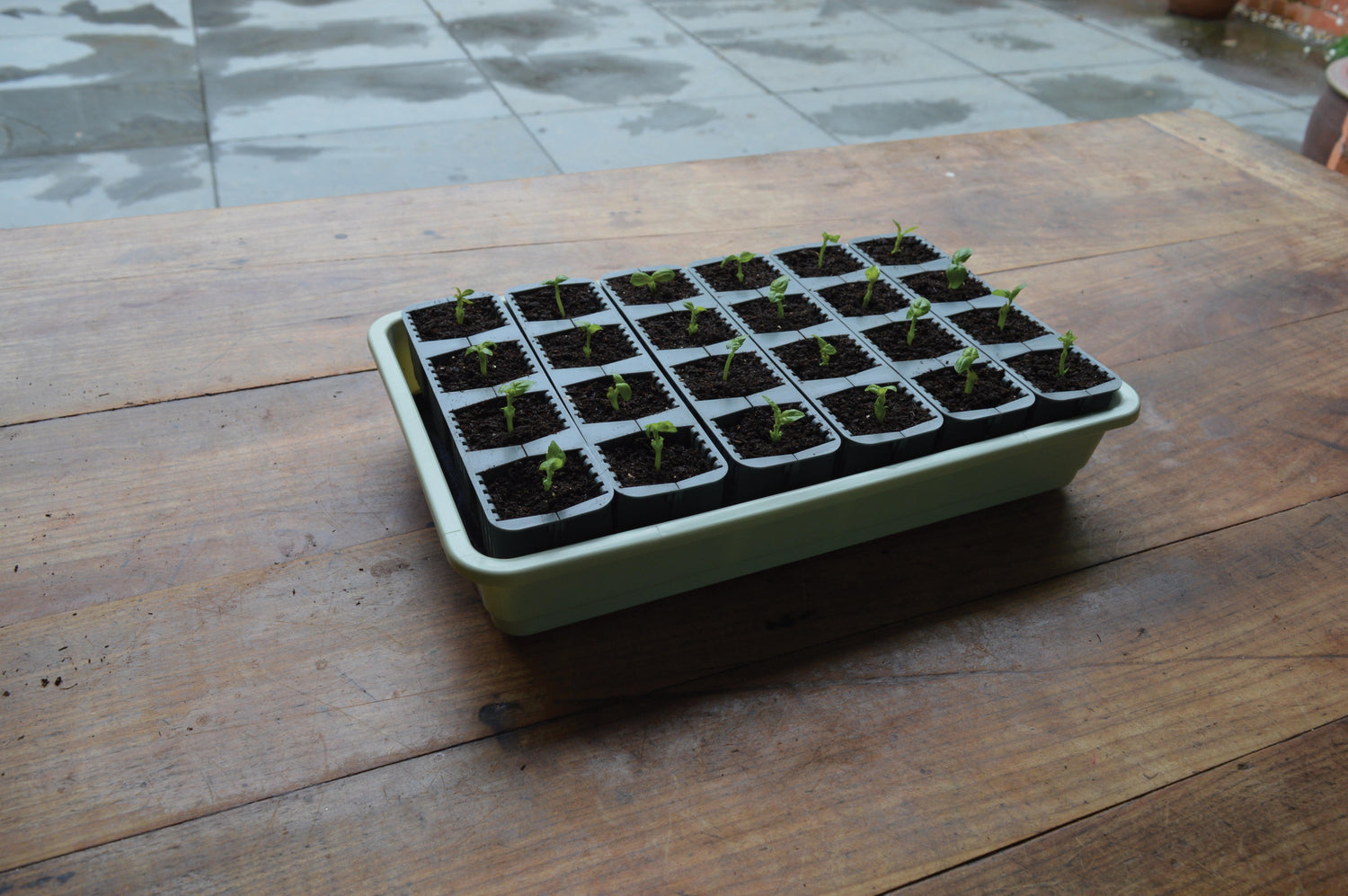 Miniväxthus 'Fast Root Self Watering' 24 celler