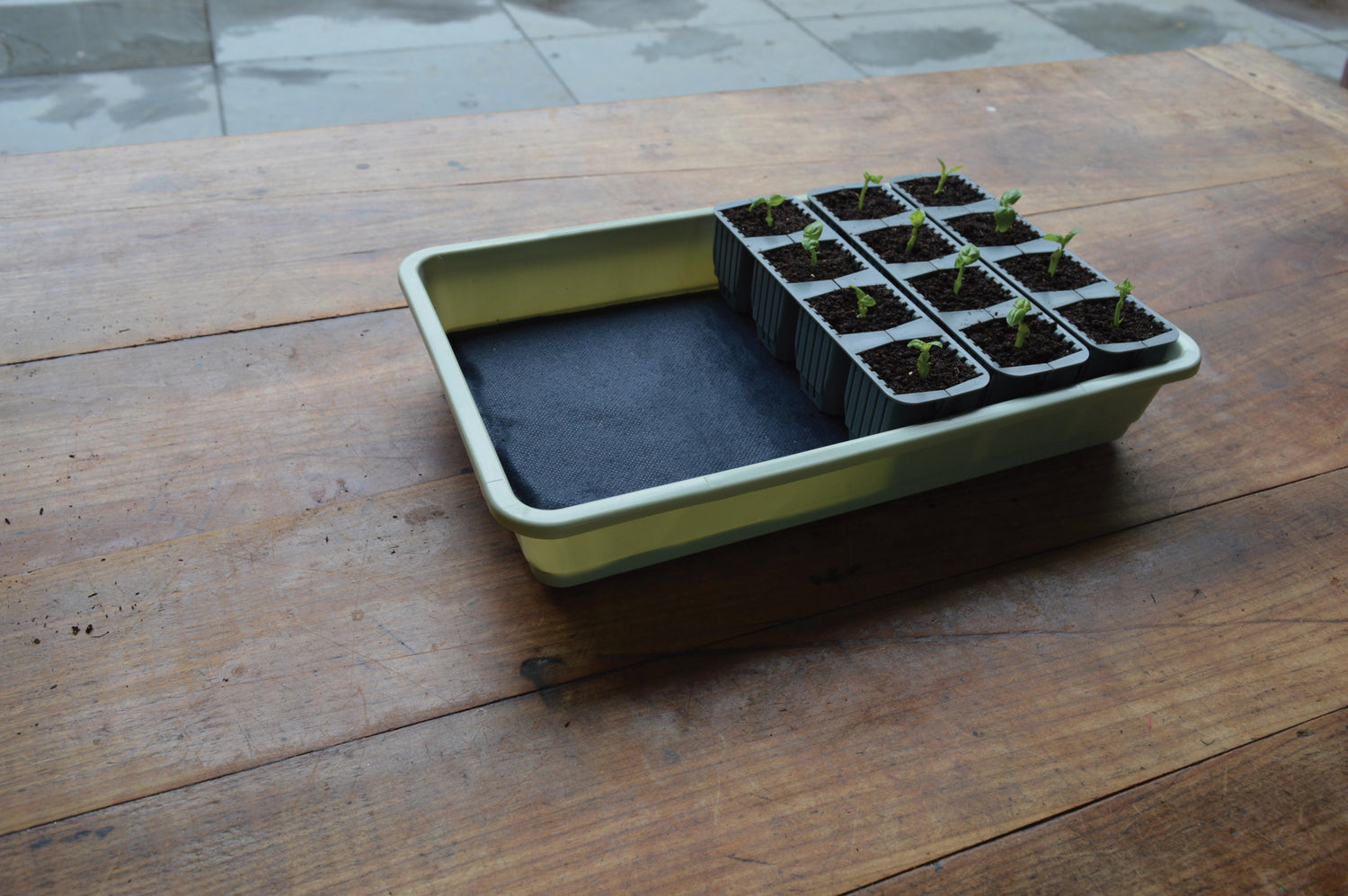 Miniväxthus 'Fast Root Self Watering' 24 celler