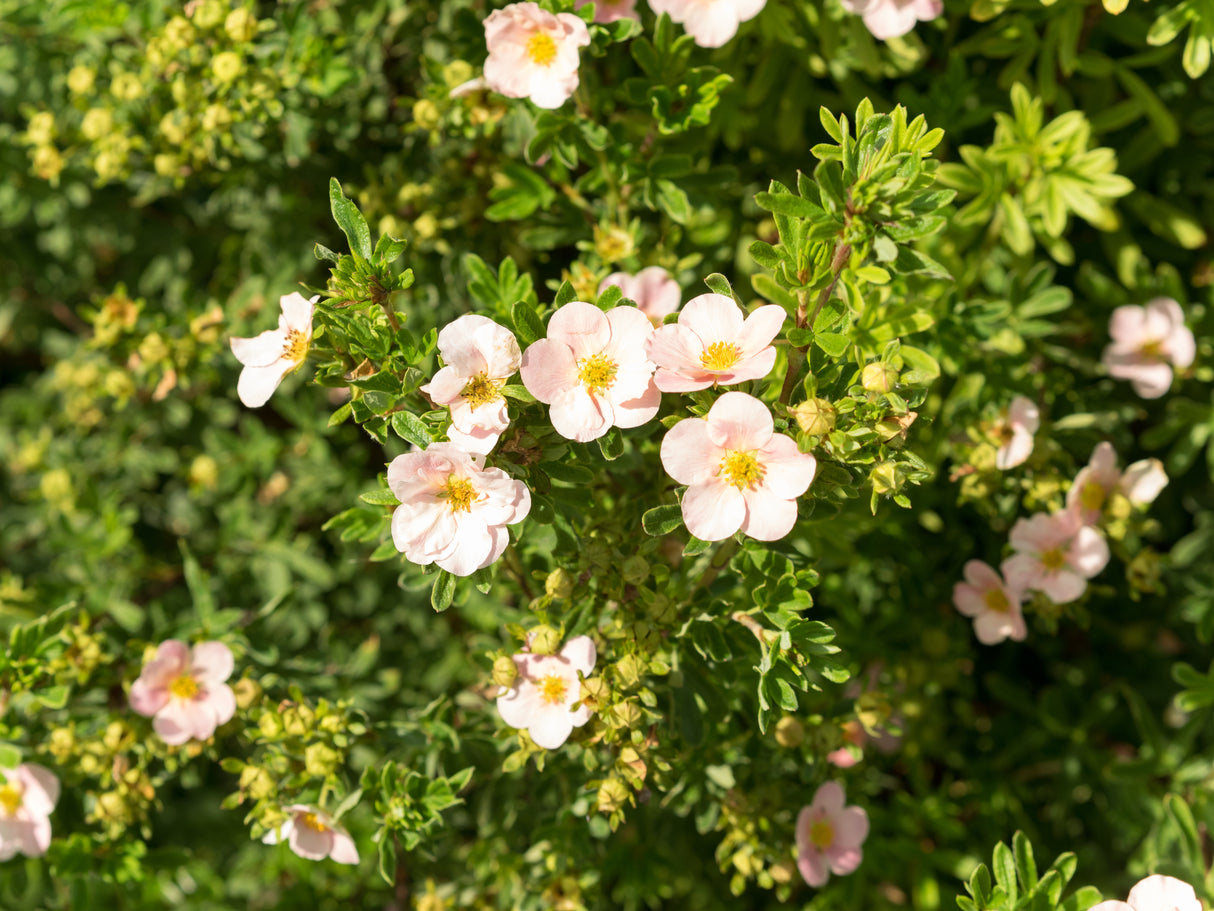 Trädgårdstok 'Pink Queen' 1-pack i kruka