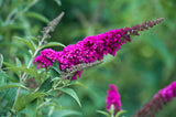 Buddleja 'Miss Ruby' co 3-pack
