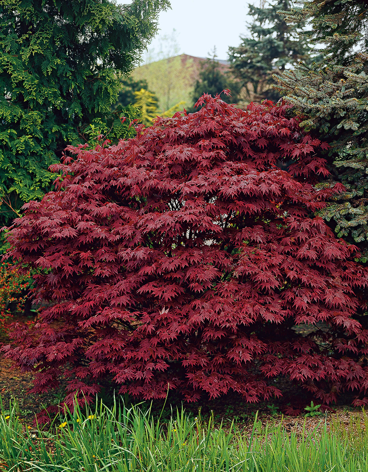 Acer palmatum 'Atropurpureum', 1-pack