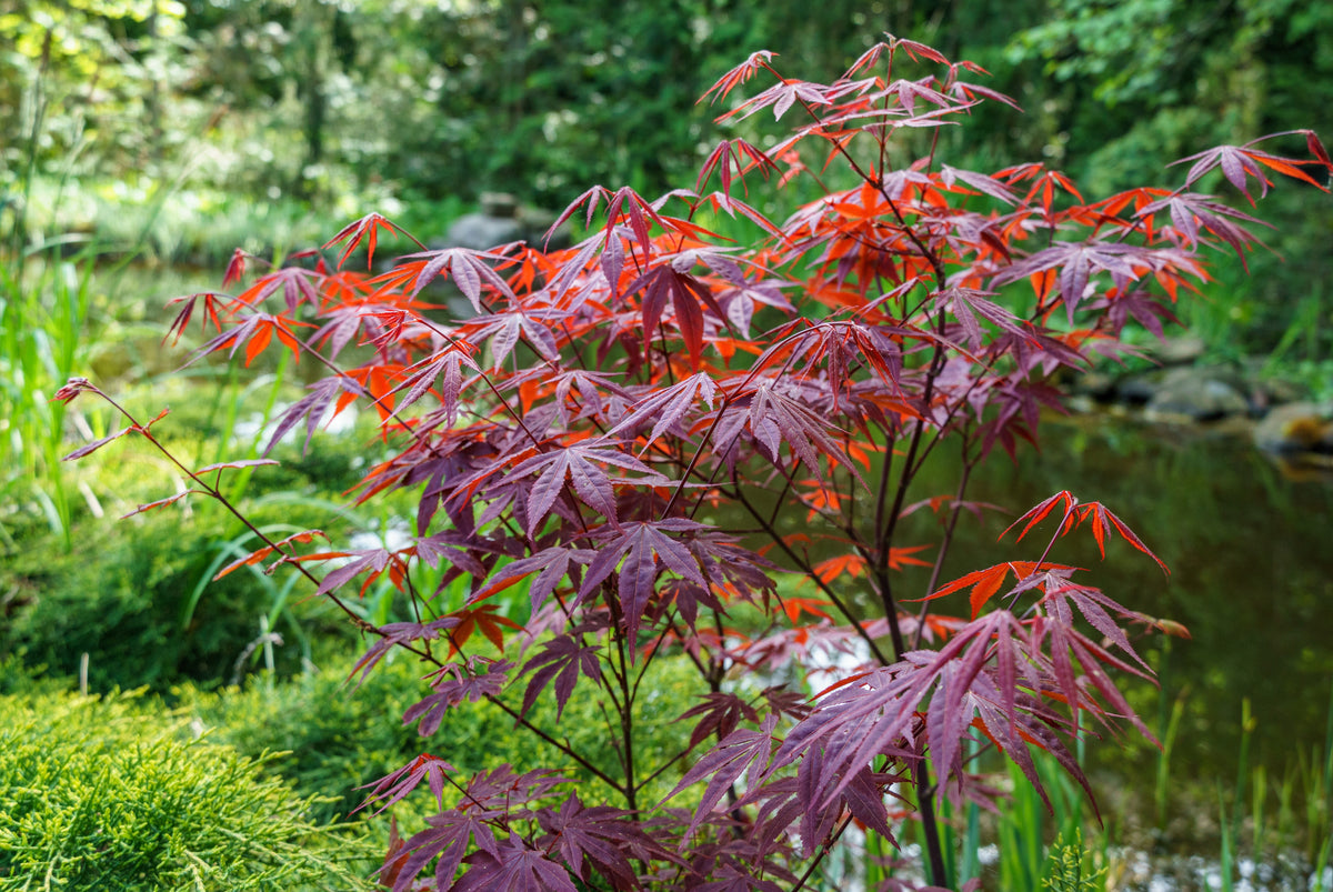 Acer palmatum 'Atropurpureum', 1-pack