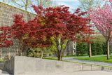 Acer palmatum 'Atropurpureum', 1-pack