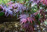 Acer palmatum 'Atropurpureum', 1-pack