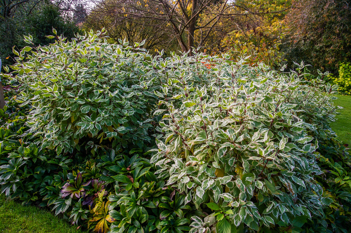 Cornus alba IVORY HALO ('Bailhalo'), 10-pack