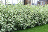Cornus alba IVORY HALO ('Bailhalo'), 10-pack