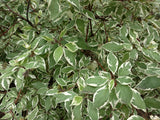 Cornus alba IVORY HALO ('Bailhalo'), 3-pack