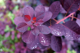 Cotinus coggygria 'Royal Purple', 1-pack