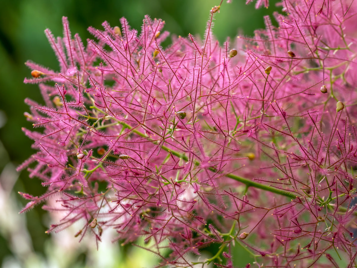 Cotinus coggygria 'Royal Purple', 1-pack