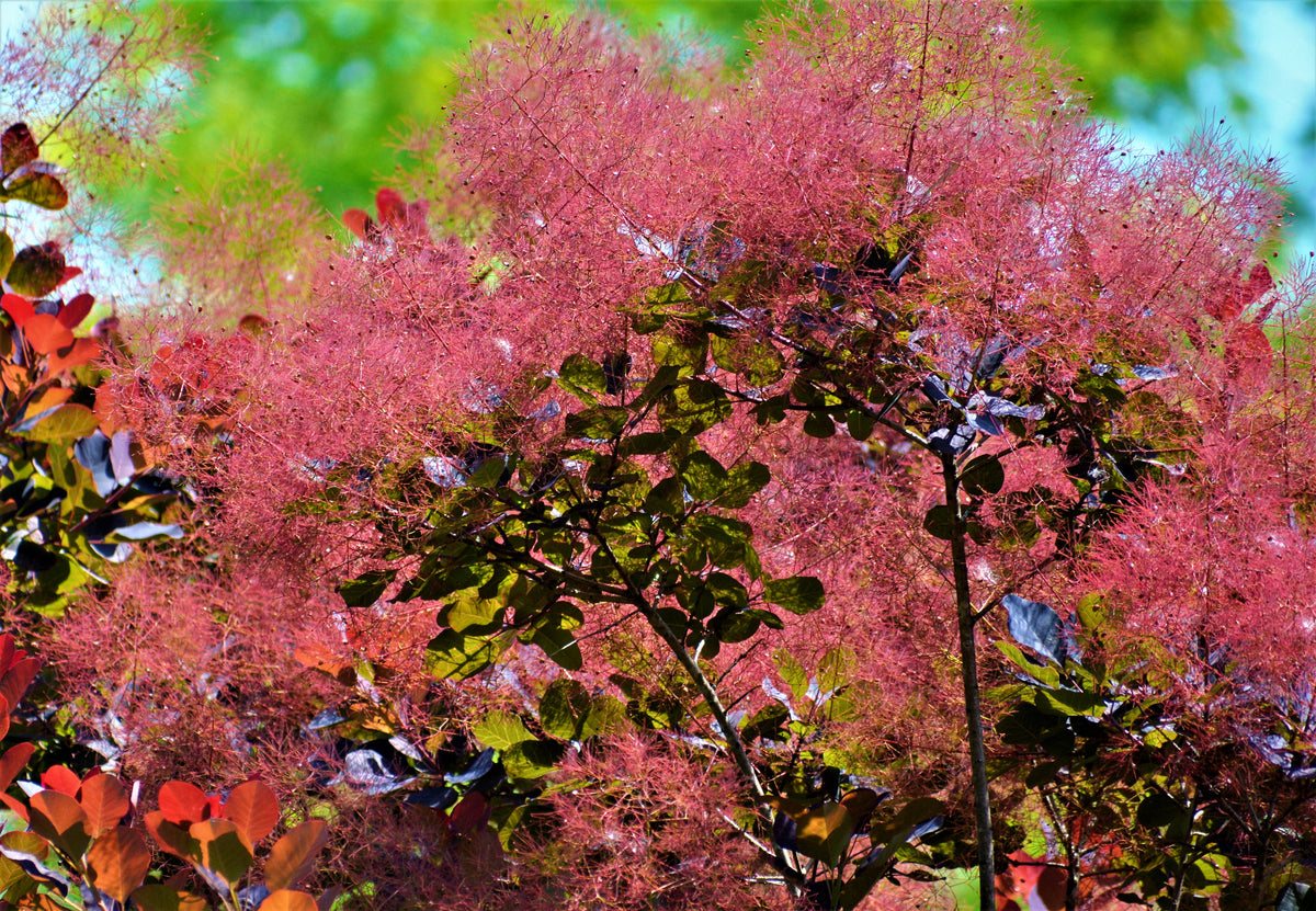 Cotinus coggygria 'Royal Purple', 5-pack