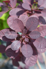 Cotinus coggygria 'Royal Purple', 1-pack