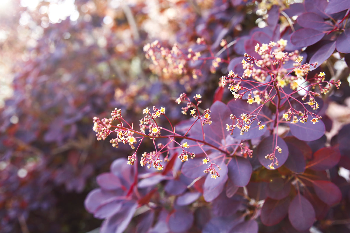 Cotinus coggygria 'Royal Purple', 1-pack